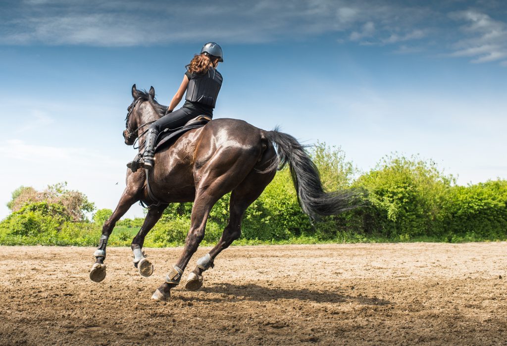 activités centre equestre